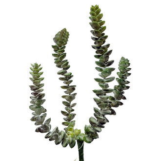 succulent plant with spiny leaves Spiny Frosted Succulent Permanent Botanical For Mini Gardens